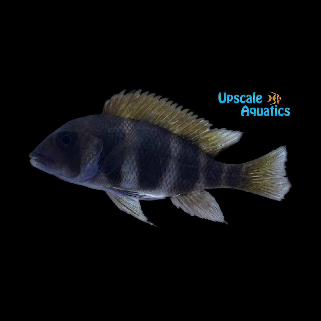 Burundi Frontosa (Cyphotilapia frontosa)