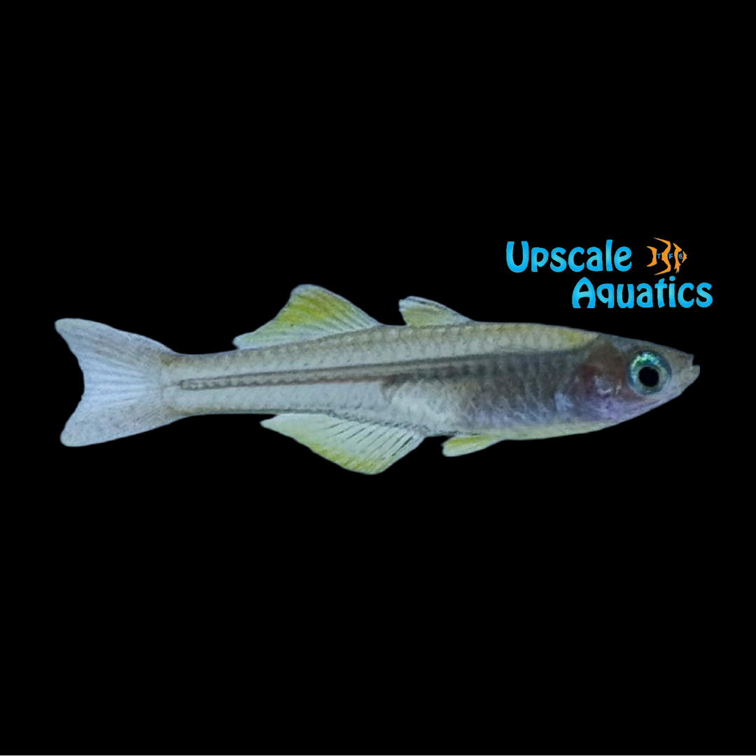 Ivantsoff's Blue Eye Rainbowfish (Pseudomugil ivantsoffi)