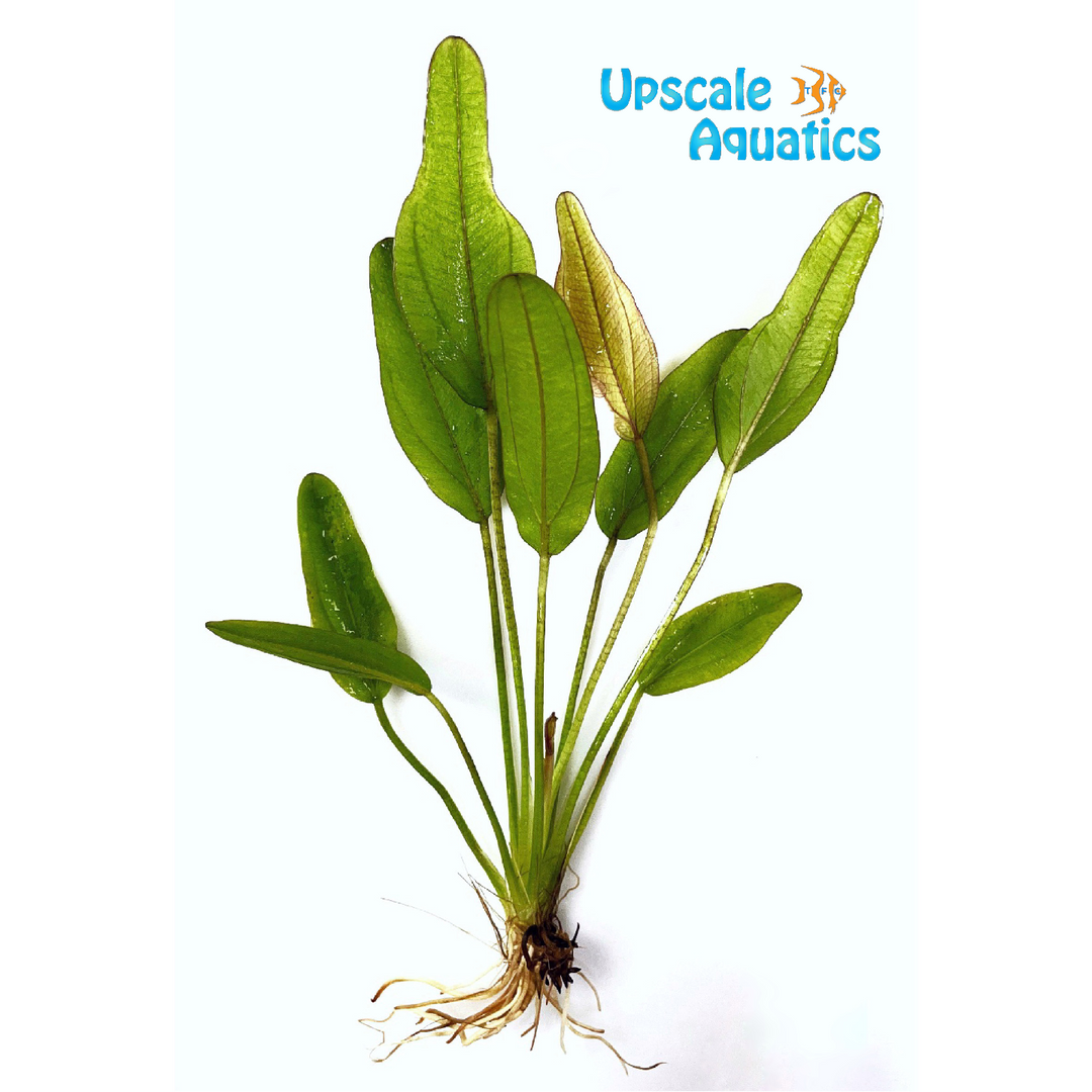 Fantastic Color Sword (Echinodorus 'Fantastic Color)