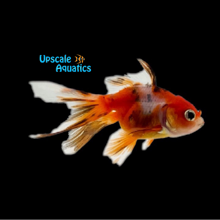 Calico Thai Oranda Goldfish (Carassius auratus)