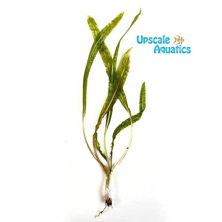 Cryptocoryne Balansae