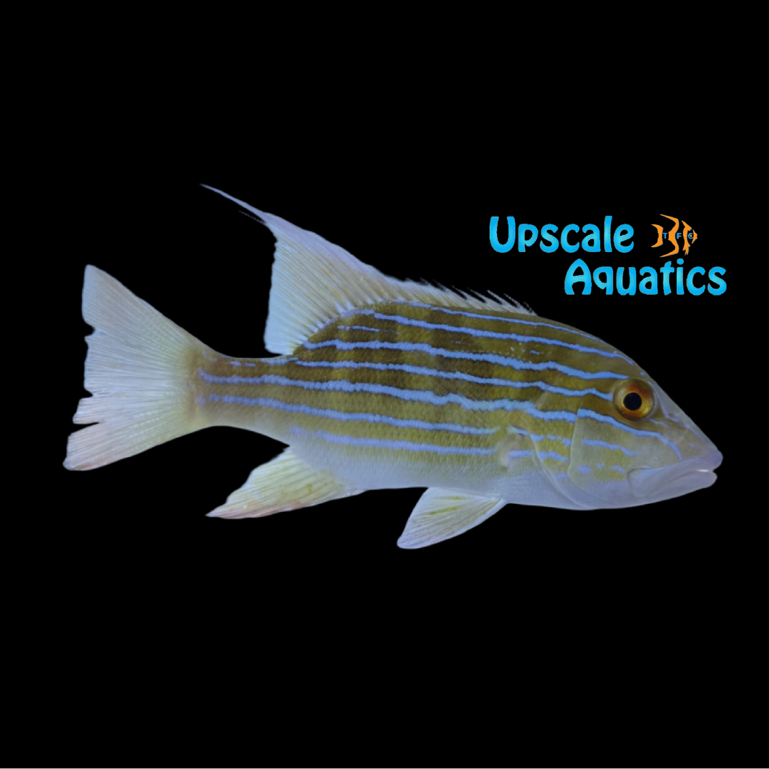 Chinamen Snapper (Symphorus nematophorus)