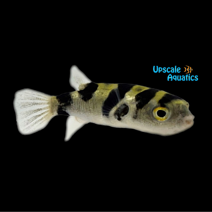 South American Puffer (Colomesus asellus)
