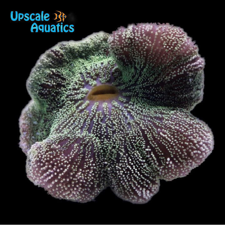 Green Carpet Anemone (Stichodactyla haddoni)