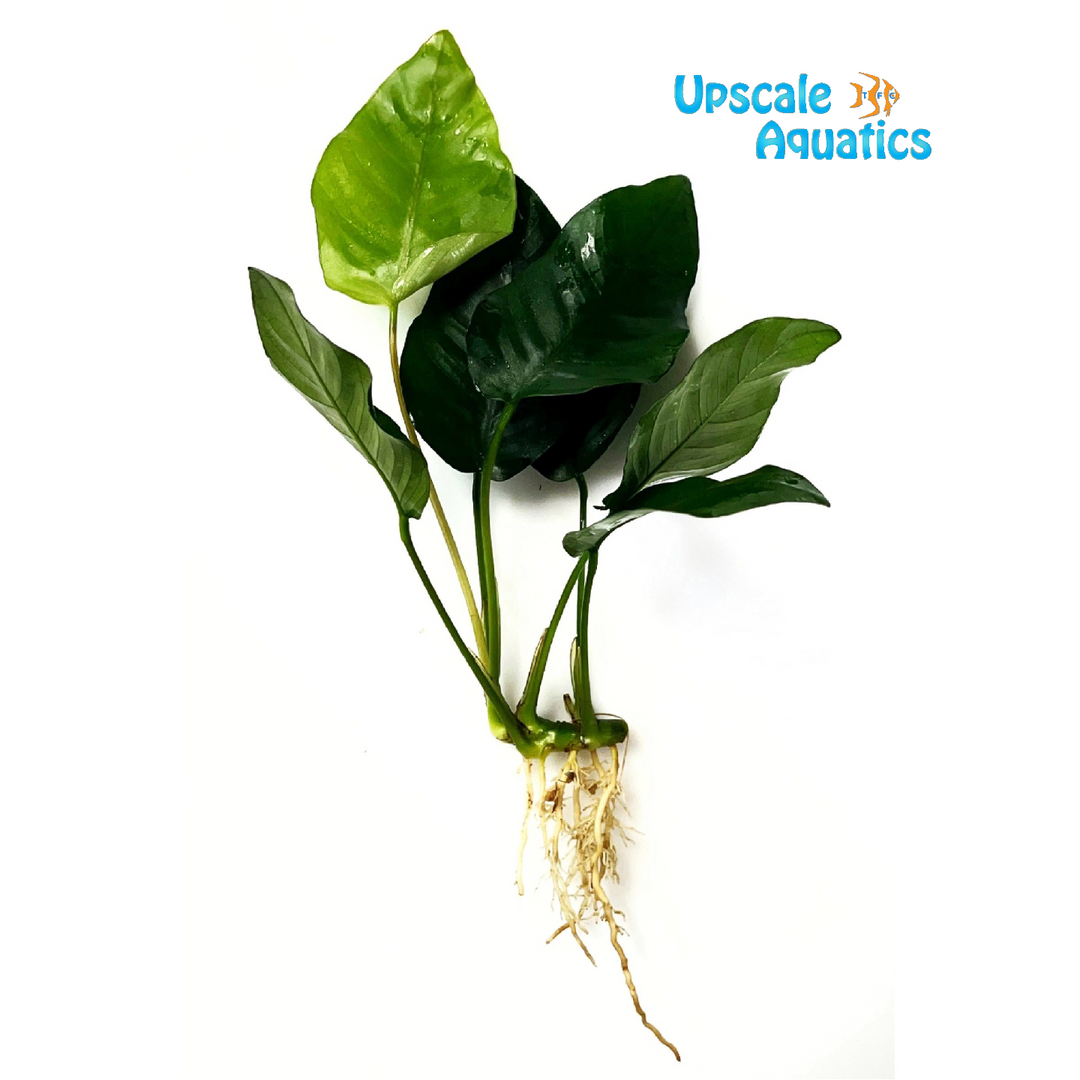 Anubias Nana 'Tall' (Anubias barteri var nana 'tall')