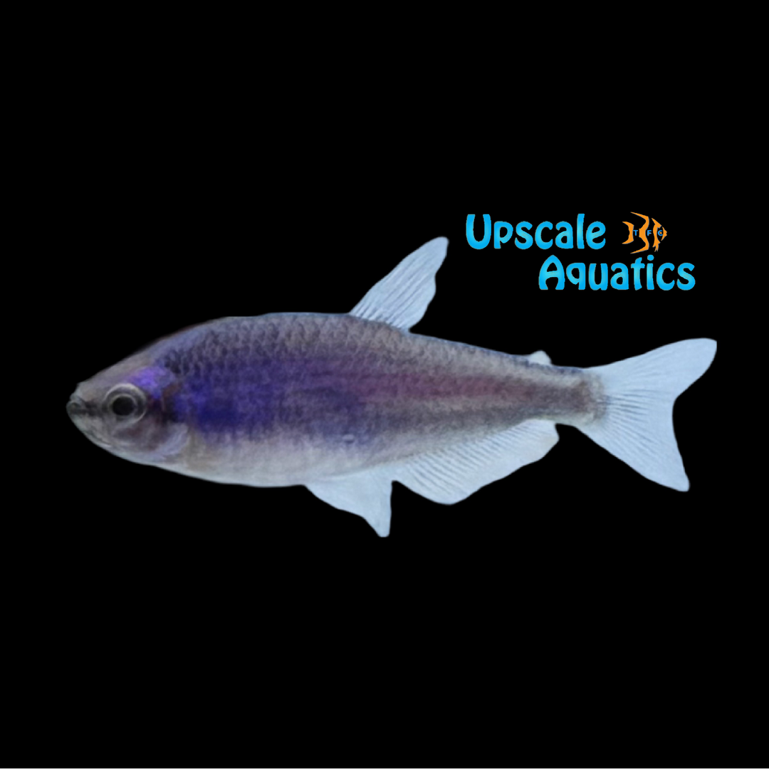 Super Blue Kerri Tetra (Inpaichthys kerri 'Super Blue')