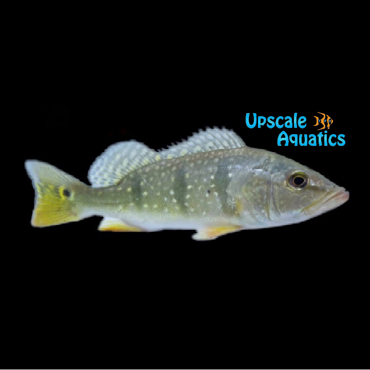 Temensis Peacock Bass (Cichla temensis)