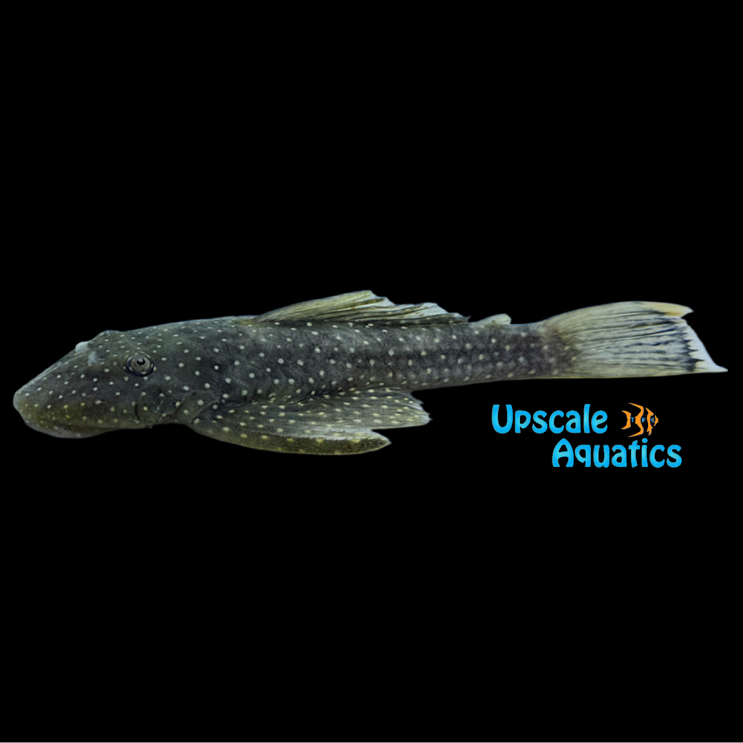 Wolverine Pleco L017 (Hopliancistrus wolverine)