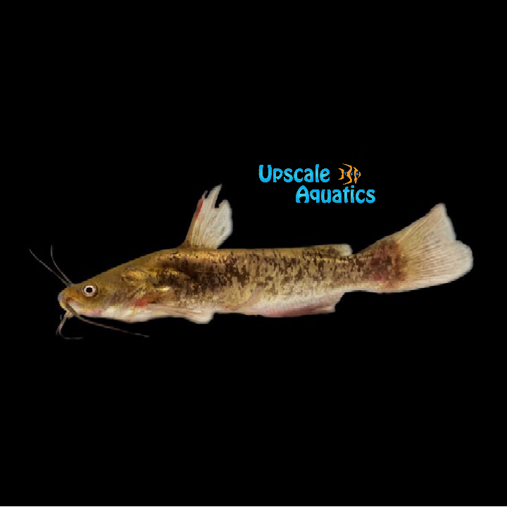 Brown Bullhead Catfish (Ameiurus nebulosus)