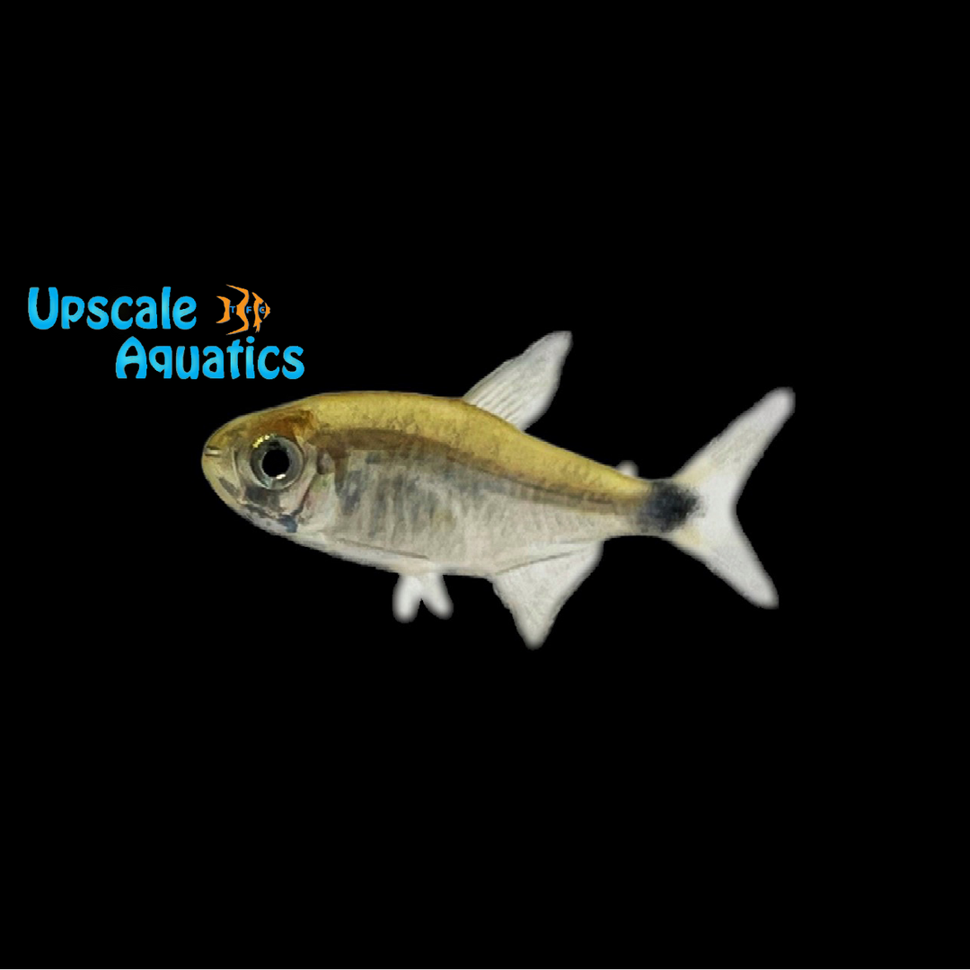 Kitty Tetra (Hyphessobrycon loweae)