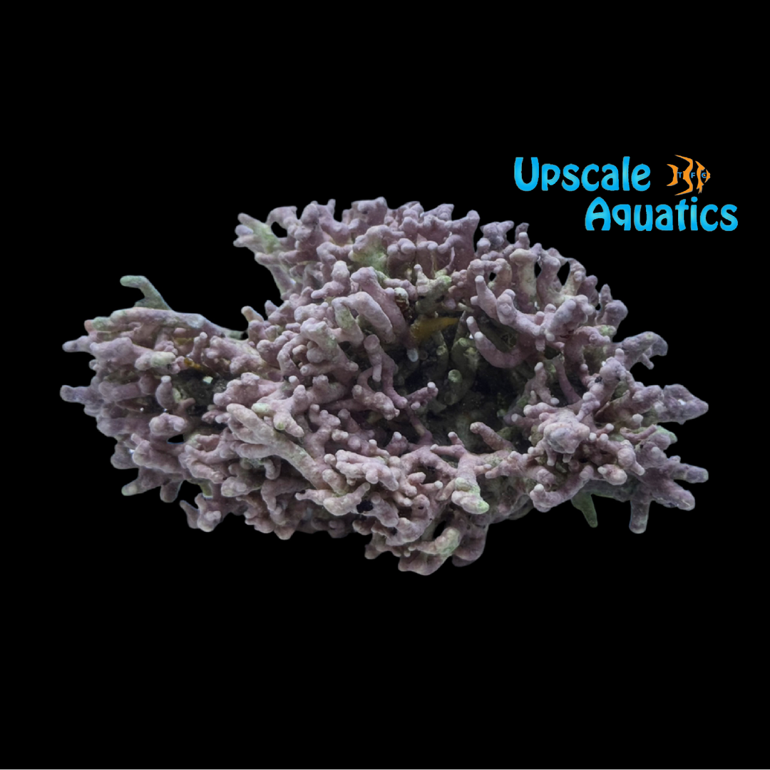 Thick Branching Coralline Macroalgae (Corallina sp.)