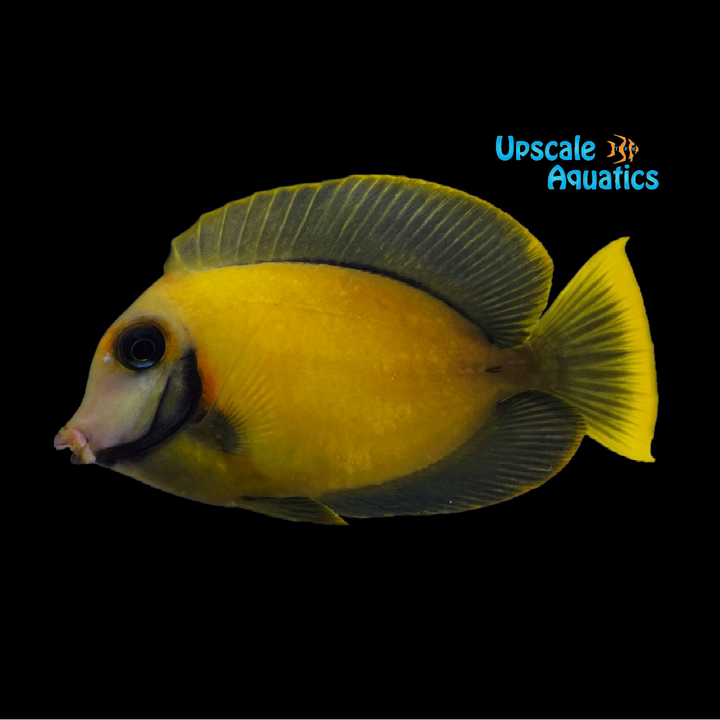 Chocolate Tang (Acanthurus pyroferus)