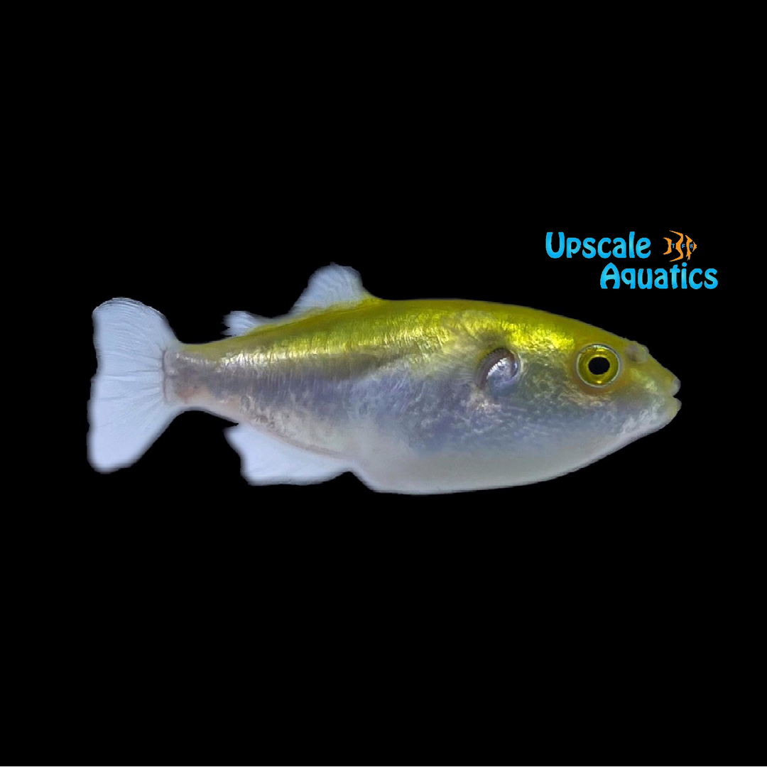Avocado Puffer (Auriglobus modestus)