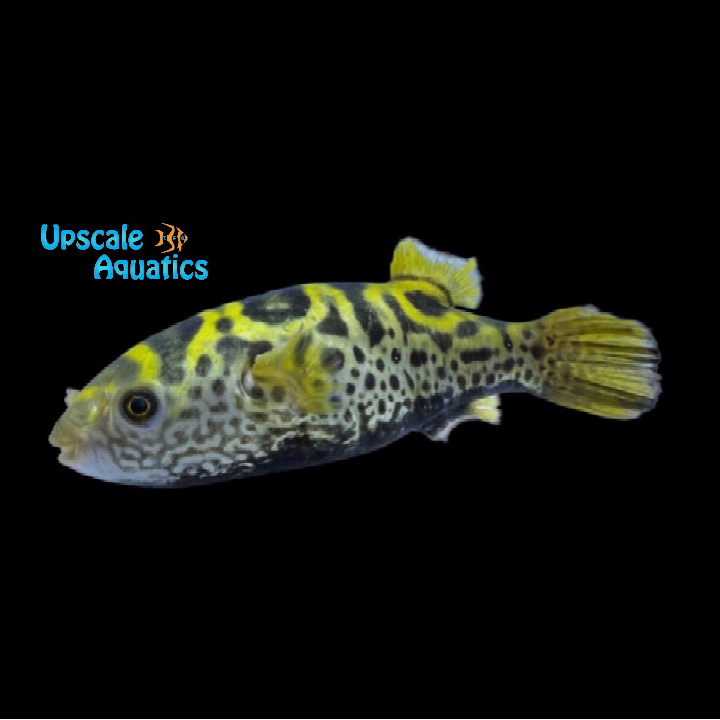 Ceylon Puffer (Dichotomyctere fluviatilis)