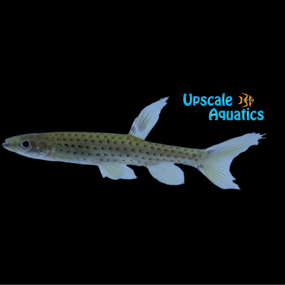 Spotted Splash Tetra (Copella nattereri)
