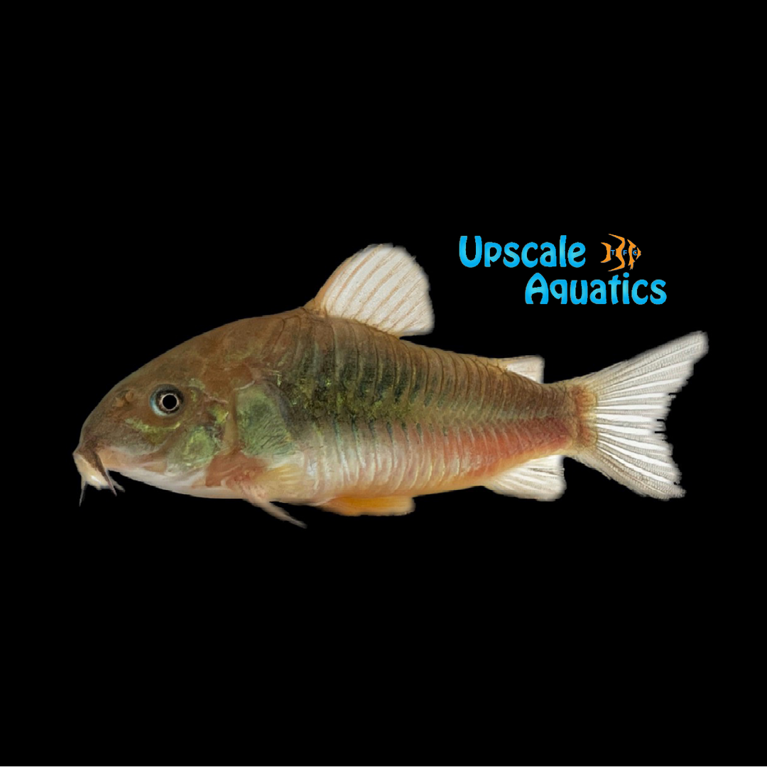 Green Aeneus Cory (Corydoras aeneus)