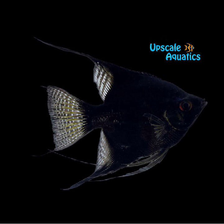Black Angelfish (Pterophyllum scalare)