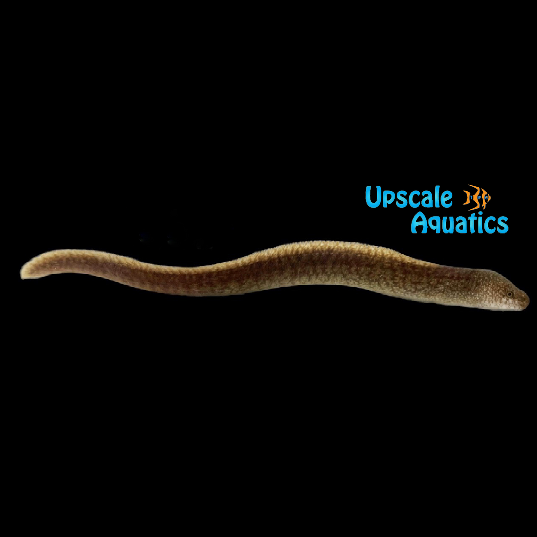 Highfin Moray Eel (Gymnothorax pseudothyrsoideus)
