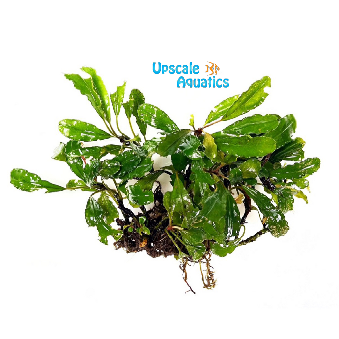 Biblis Bucephalandra (Bucephalandra biblis)