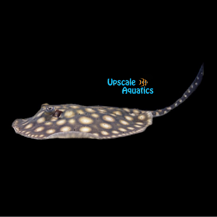 Black Diamond Stingray - Captive Bred (Potamotrygon leopoldi)