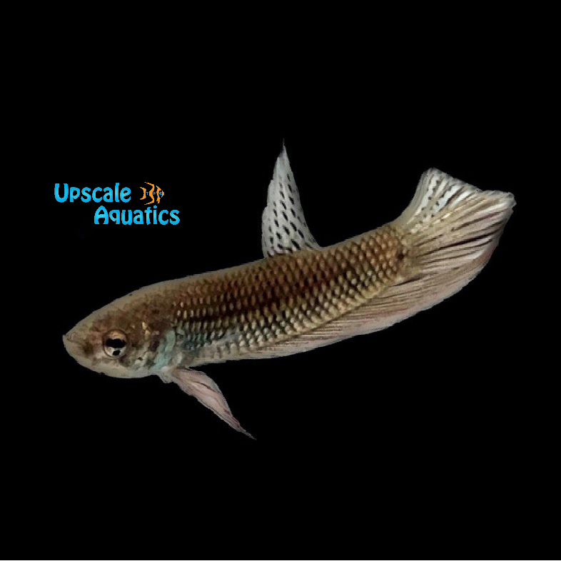 Alien Copper Gold Plakat Betta - Male (Betta splendens)
