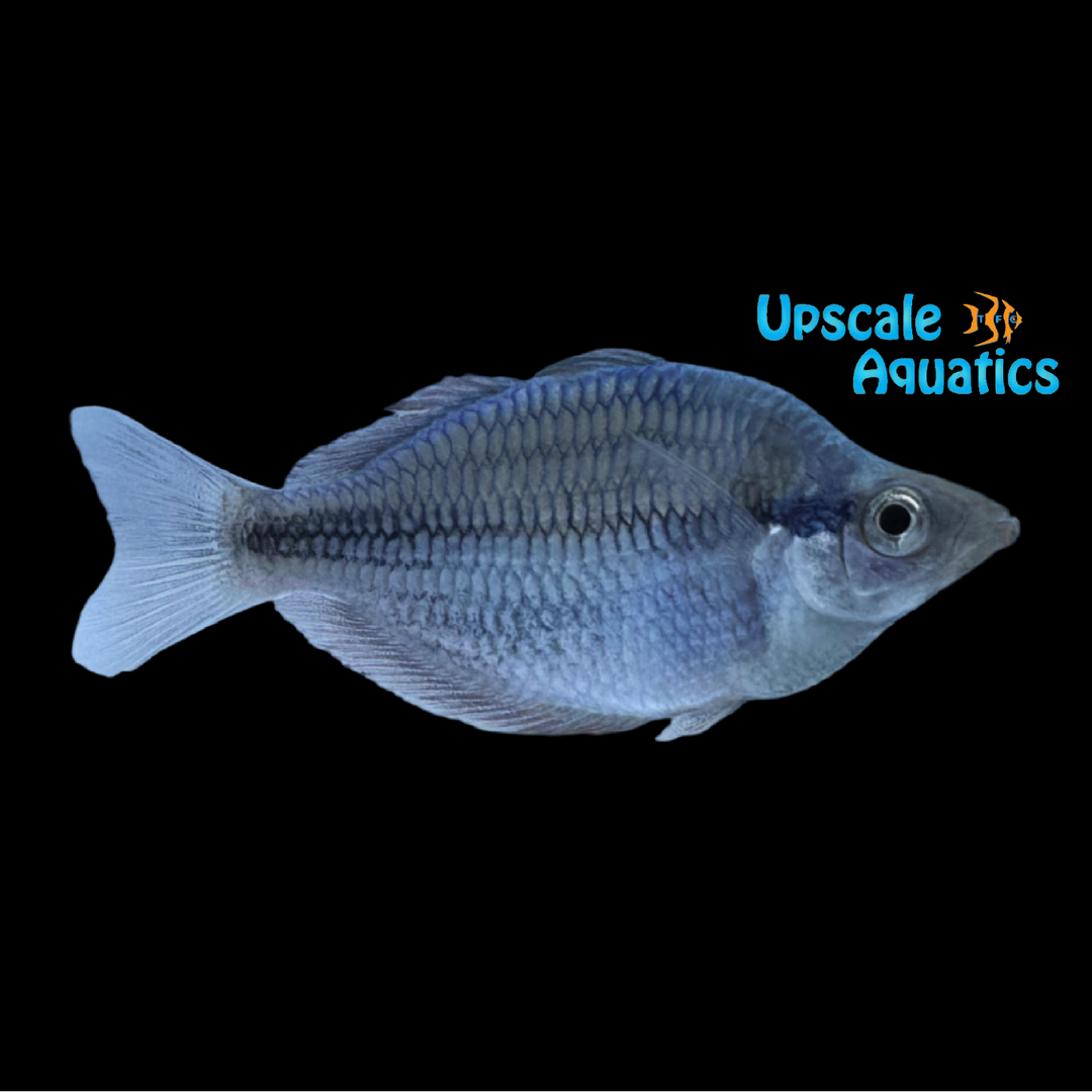 Kamaka Rainbowfish (Melanotaenia kamaka)