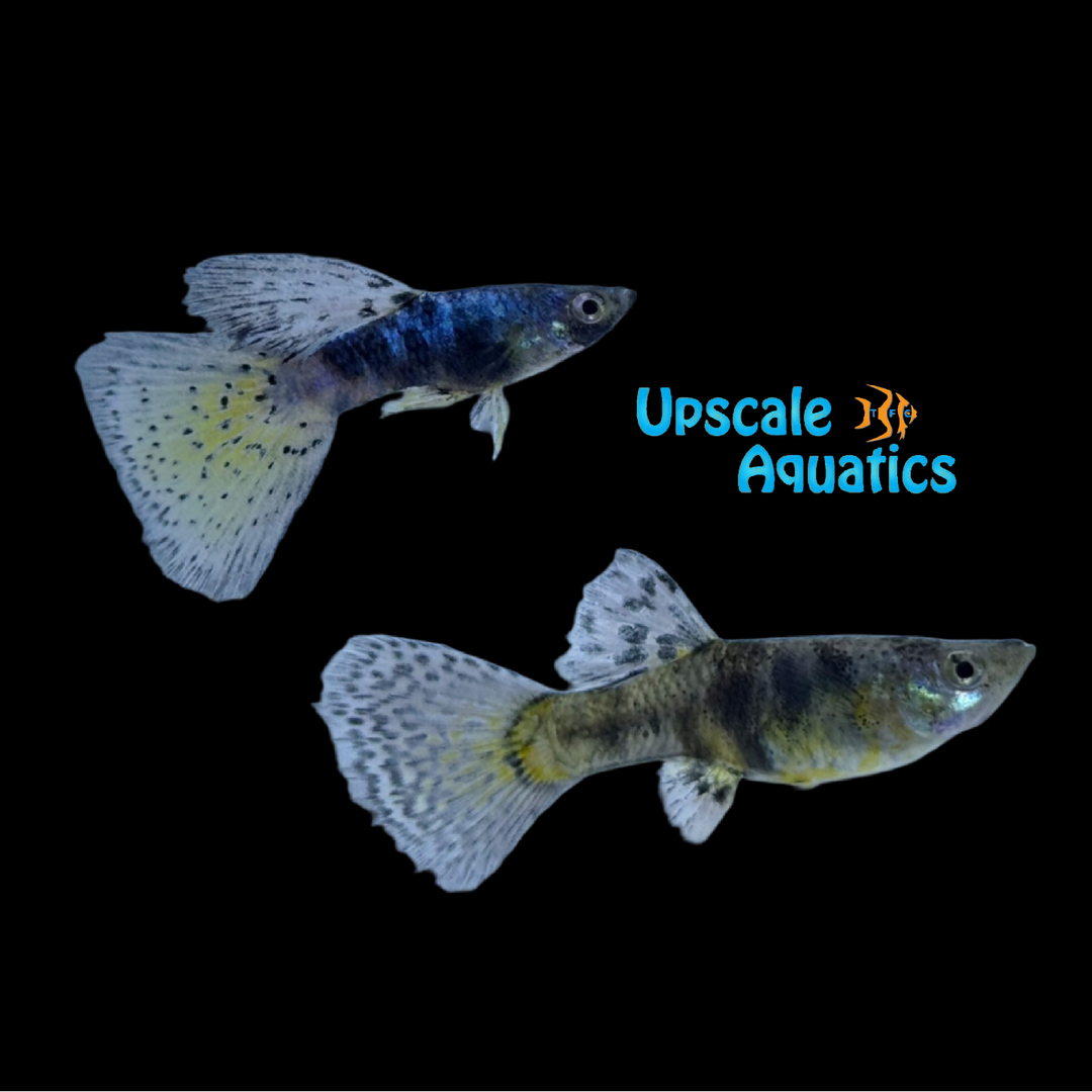 Blue Tiger King Guppy (Poecilia reticulata)