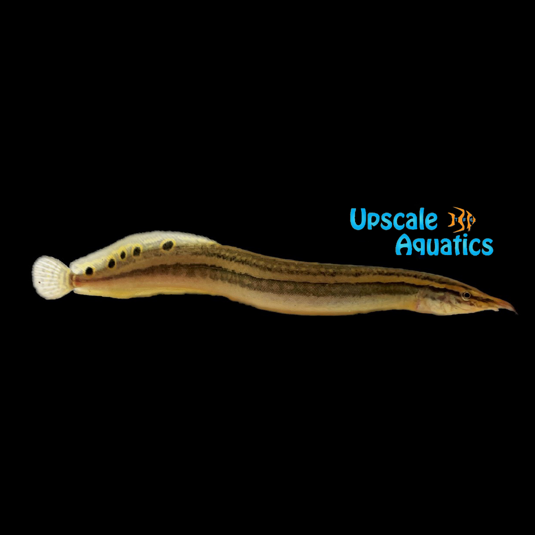 Indian Striped Peacock Eel (Macrognathus aral)