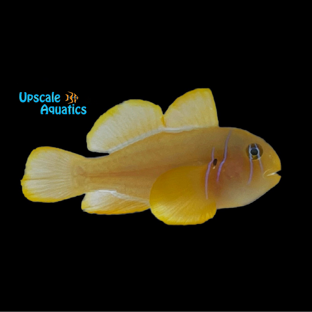 Citron Clown Goby (Gobiodon citrinus)