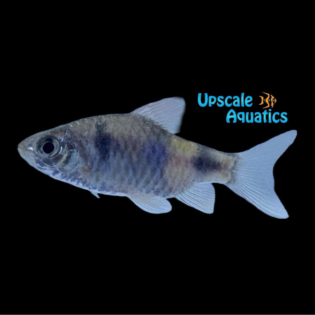 Narayan Barb (Pethia setnai)