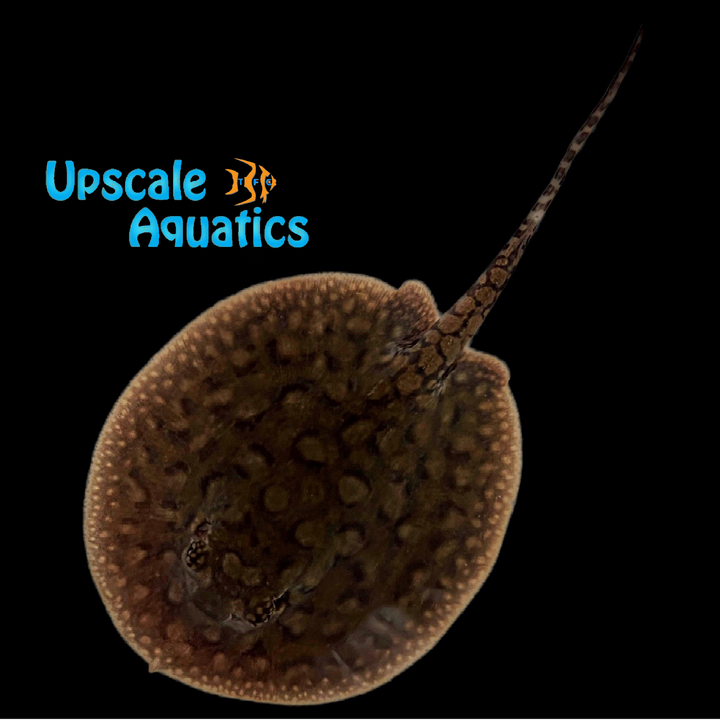 Hybrid Motoro Stingray - Captive Bred (Potamotrygon sp.)
