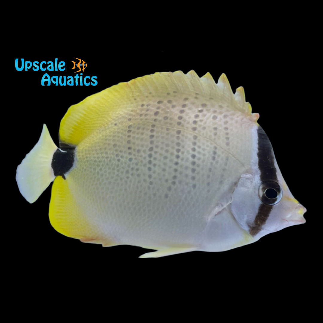 Lemon Butterflyfish (Chaetodon miliaris)