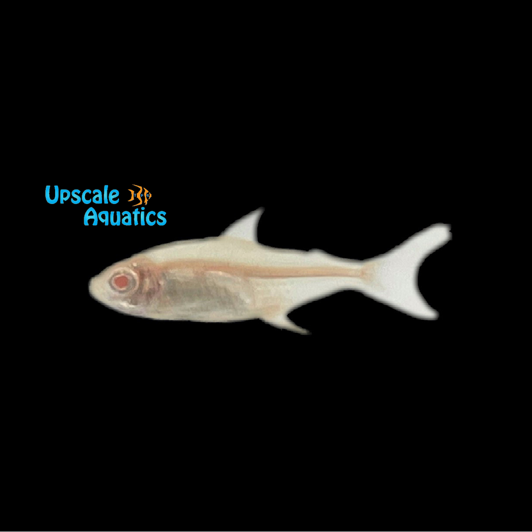 Albino Lemon Tetra (Hyphessobrycon pulchripinnis)