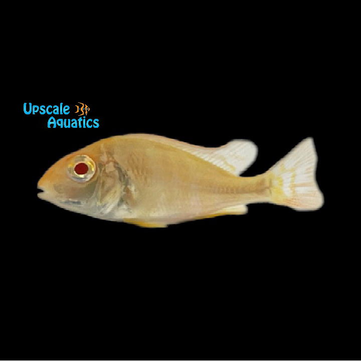 Albino Red Head Tapajos Cichlid (Geophagus tapajos albino)