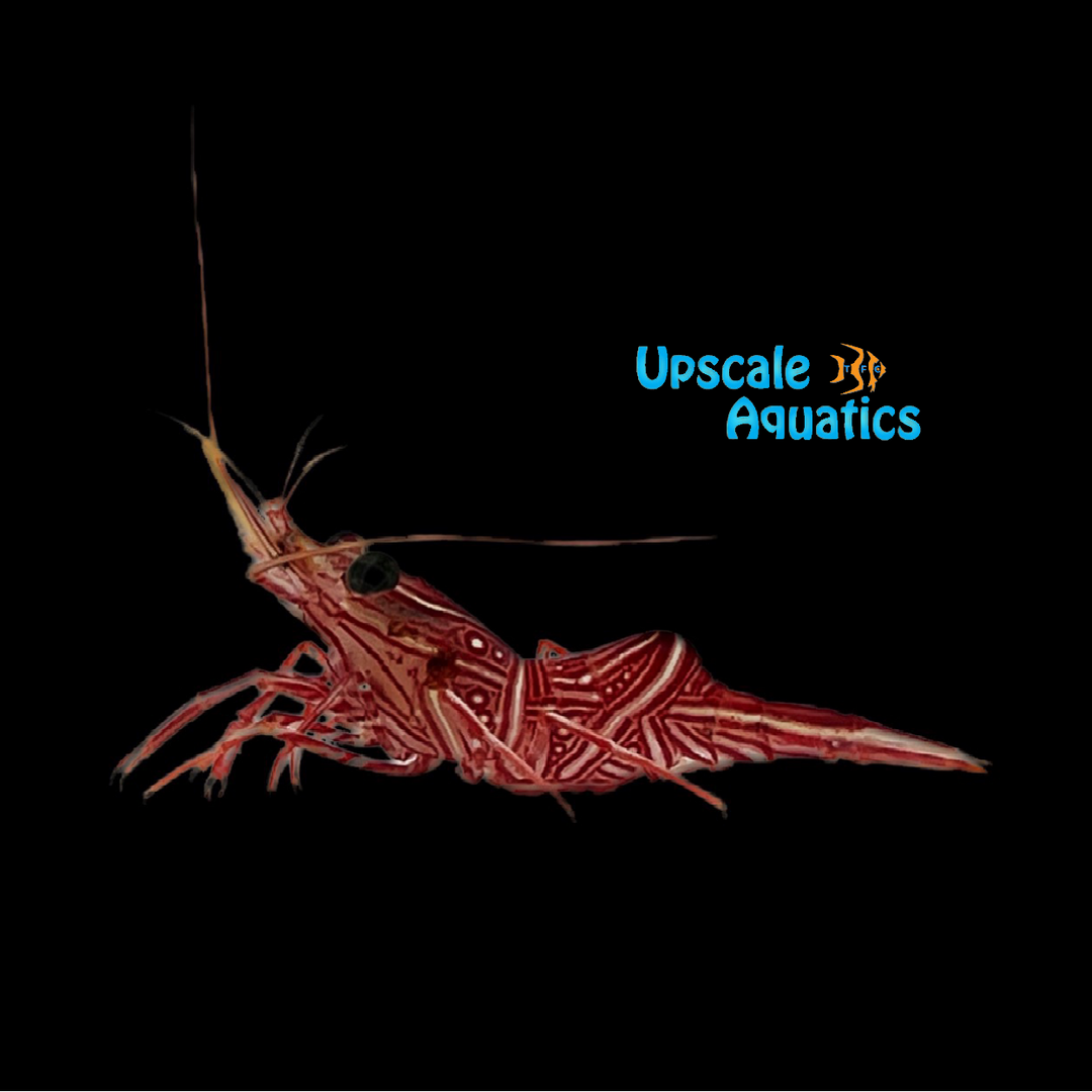Camel Shrimp (Rhynchocinetes durbanensis)