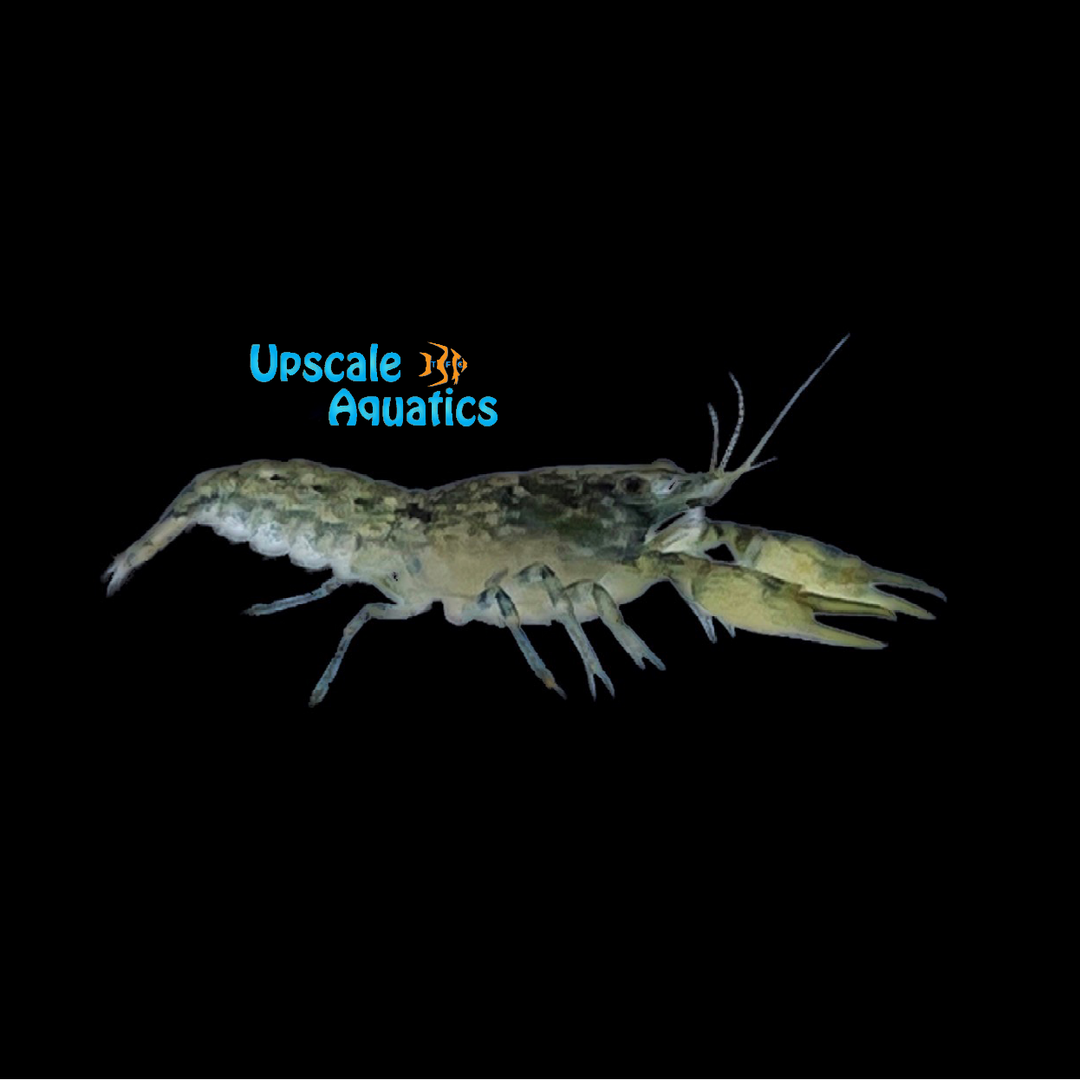 Dwarf Blue Lobster (Cambarellus diminutus)