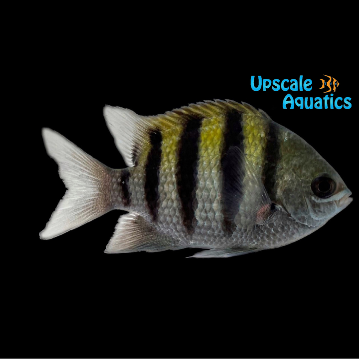 Sergeant Major Damsel (Abudefduf saxatilis)