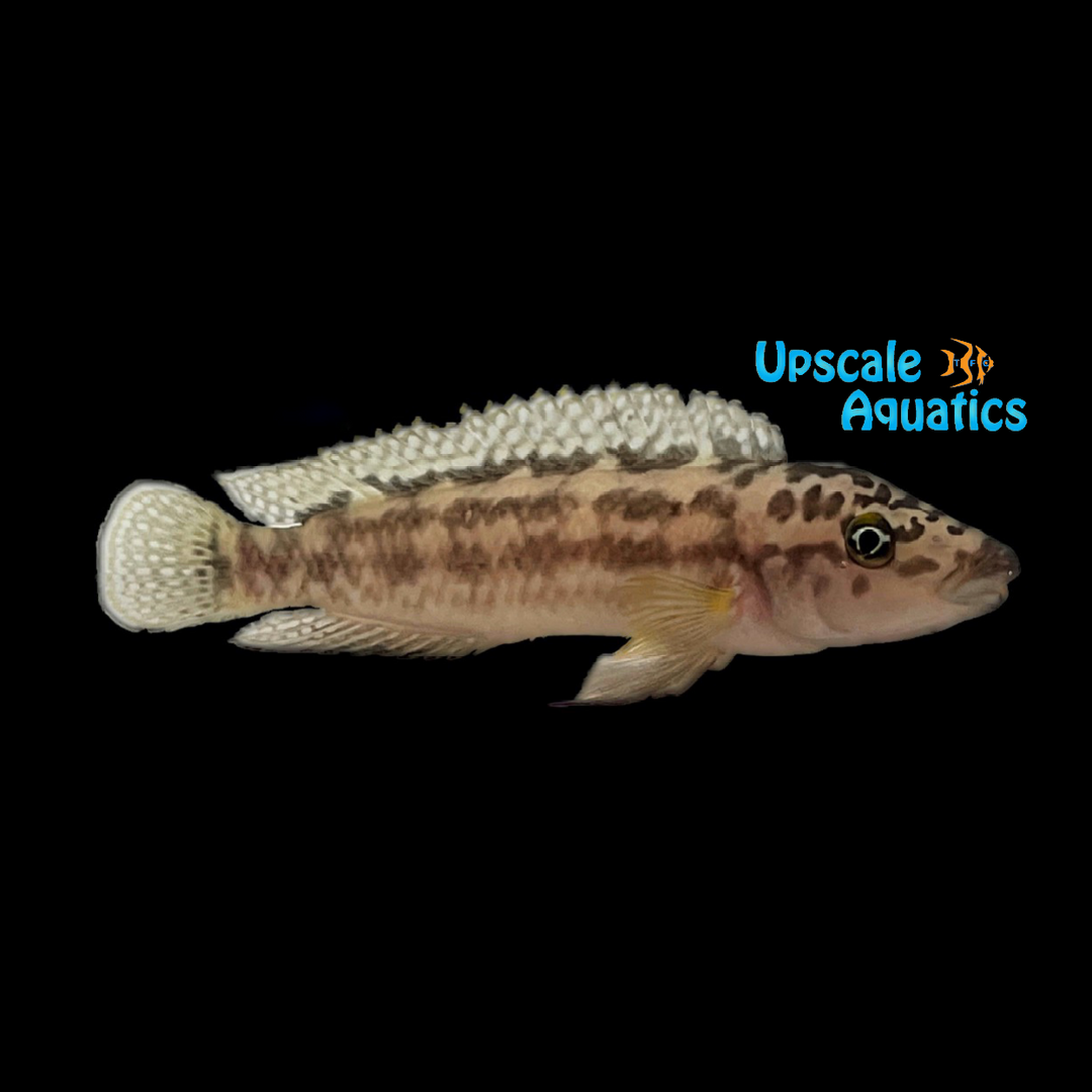 Julidochromis Marlieri