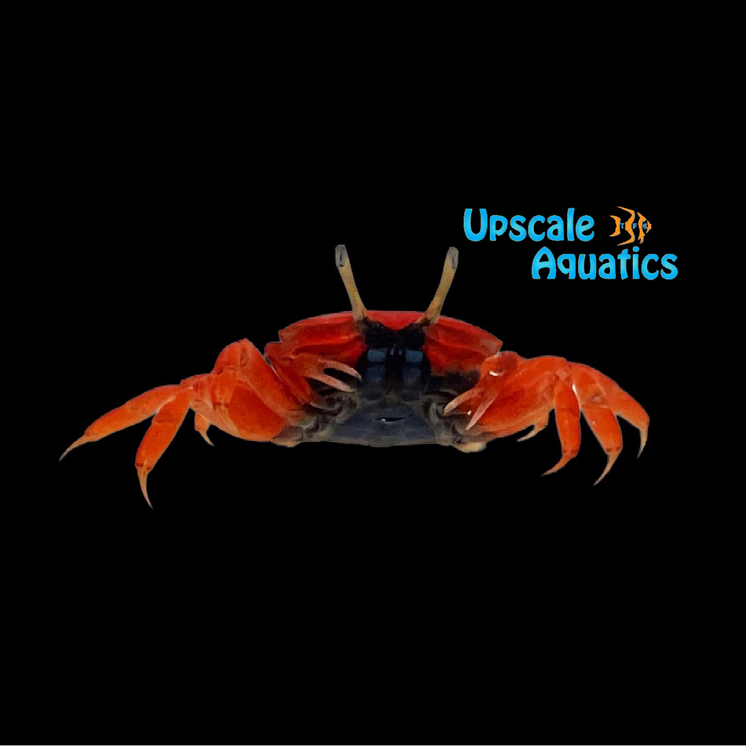 Red Burrowing Crab (Uca sp.)
