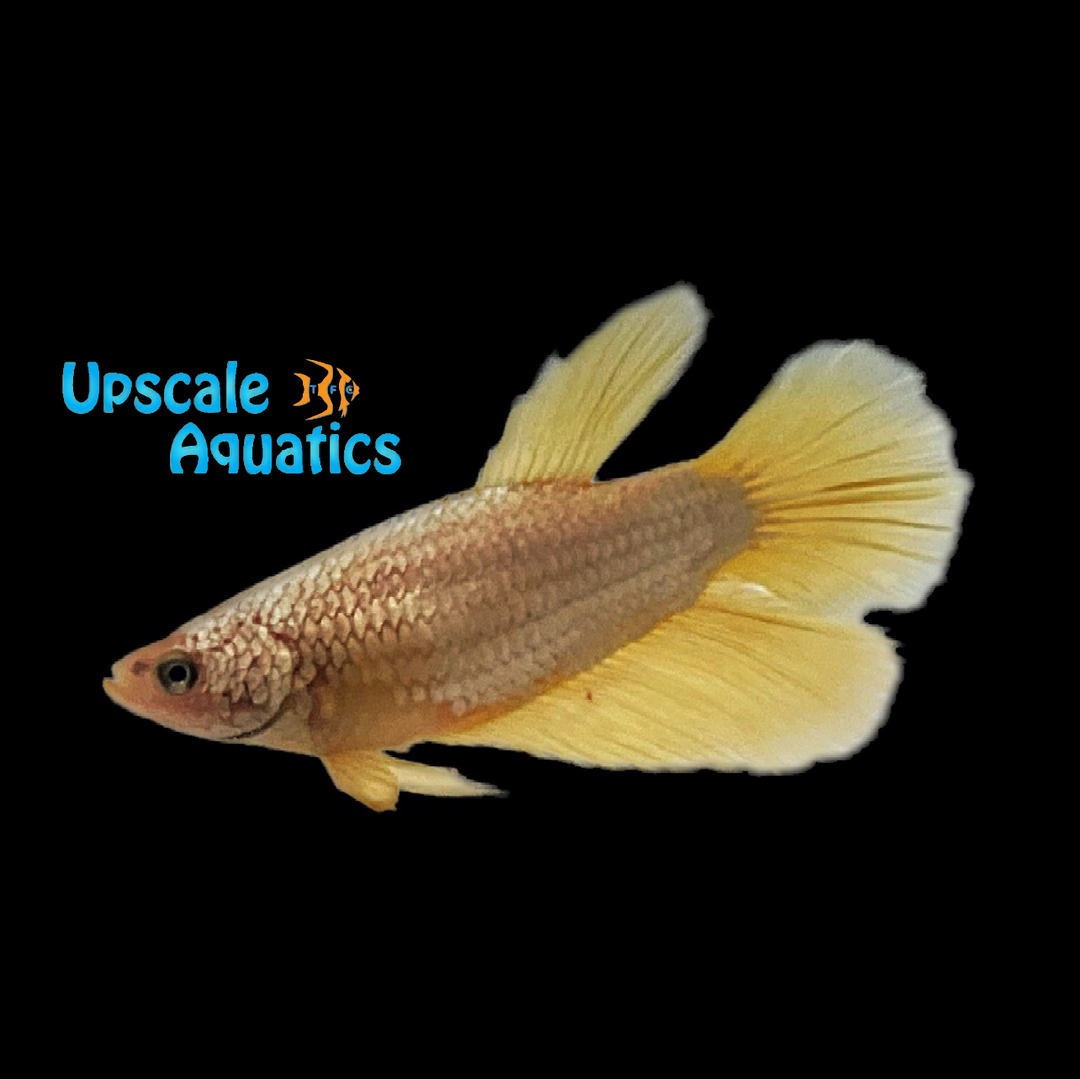 Gold Dragon Halfmoon Betta - Female (Betta splendens)