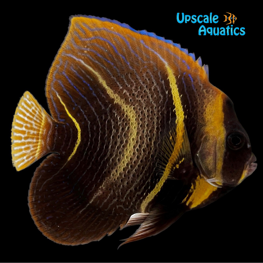 Cortez Angelfish - Transitioning (Pomacanthus zonipectus)