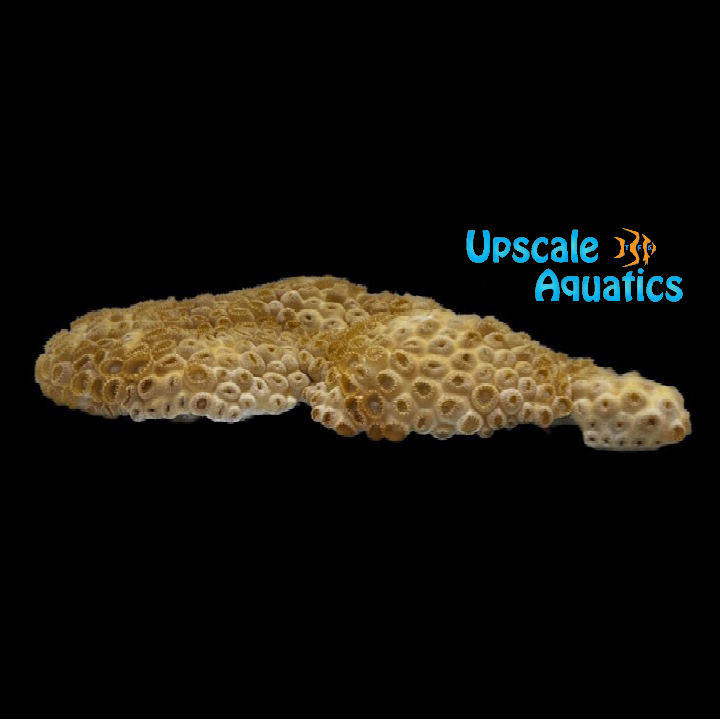 White Encrusting Zoanthid (Palythoa caribaeorum)