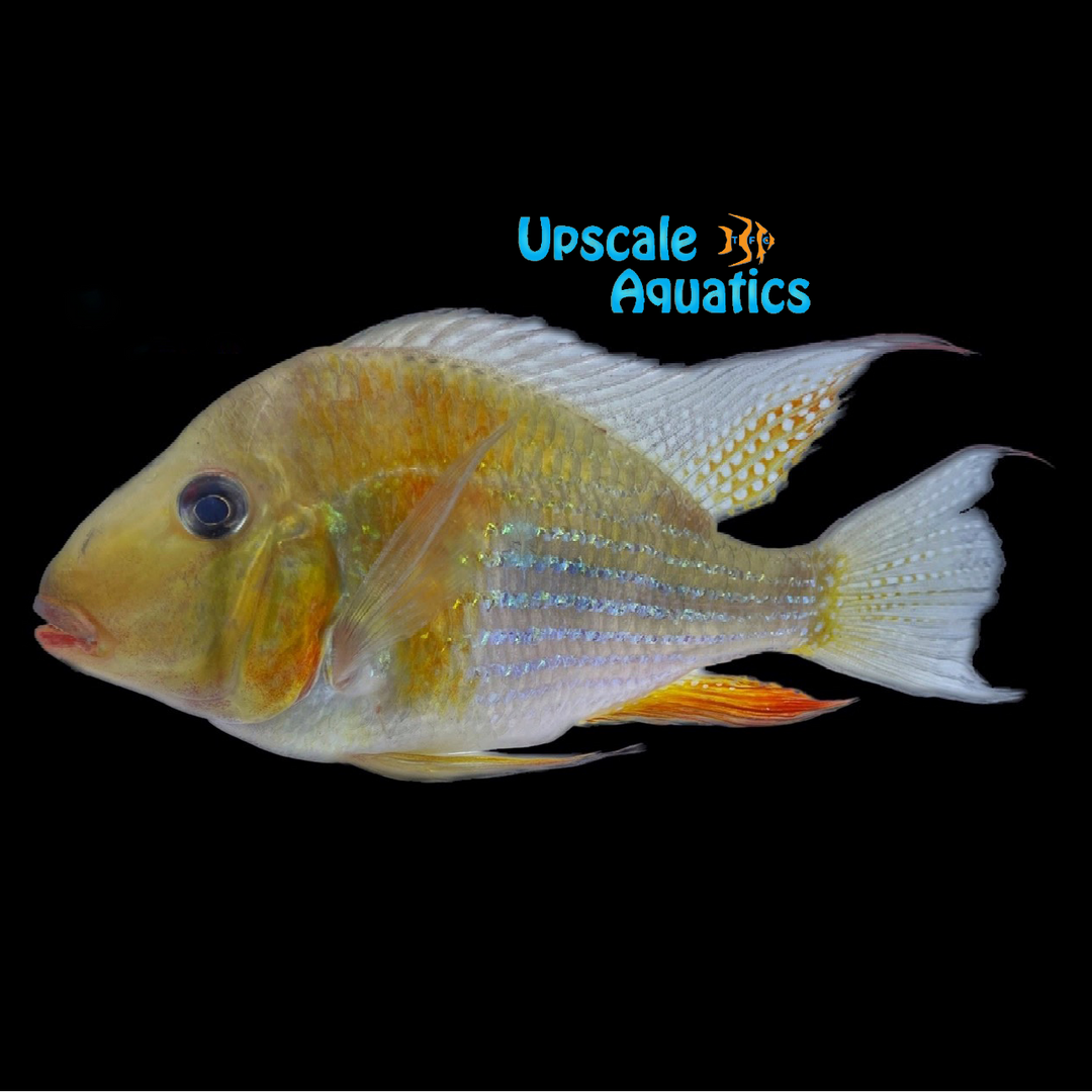 Heckelii Cichlid (Acarichthys heckelii)