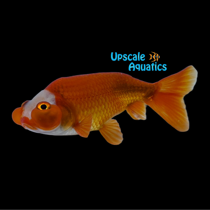 Assorted Bubble Eye Goldfish (Carassius auratus)