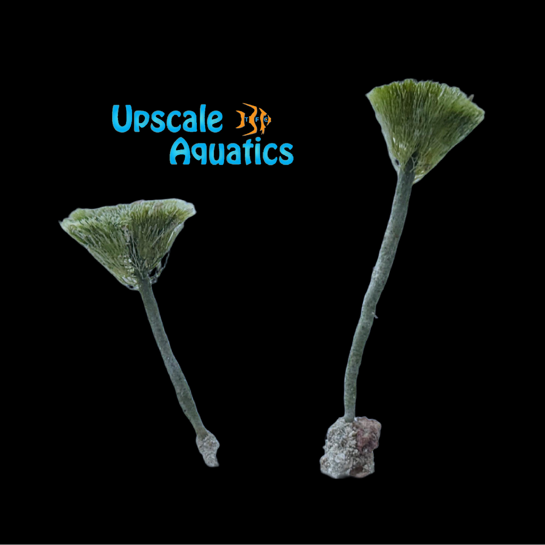 Flat Top Shaving Brush Macroalgae (Peniicillus pyriformis)