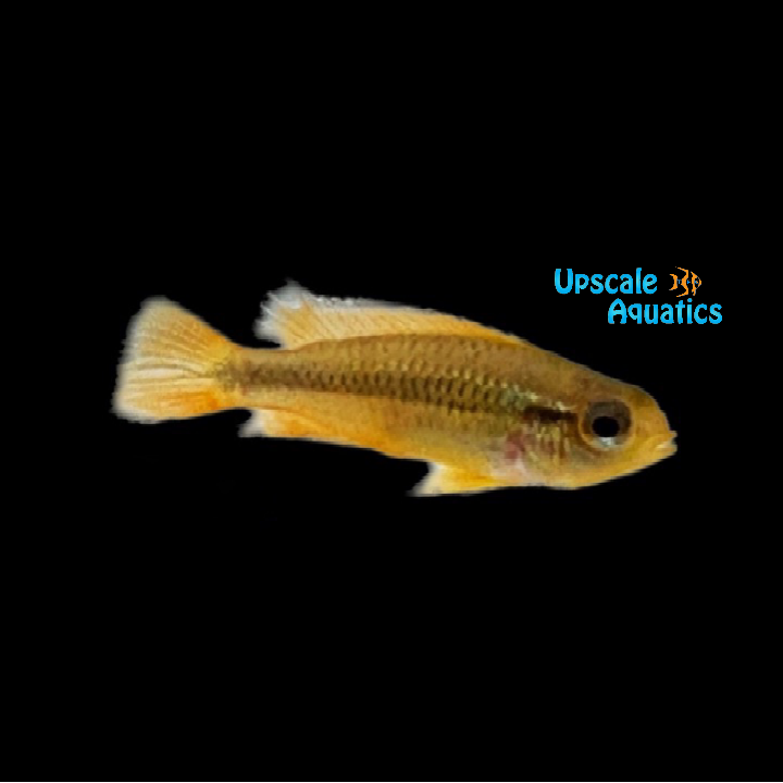 Apisto. Agassizii 'Blue Flame' (Apistogramma agassizii 'Blue Flame')