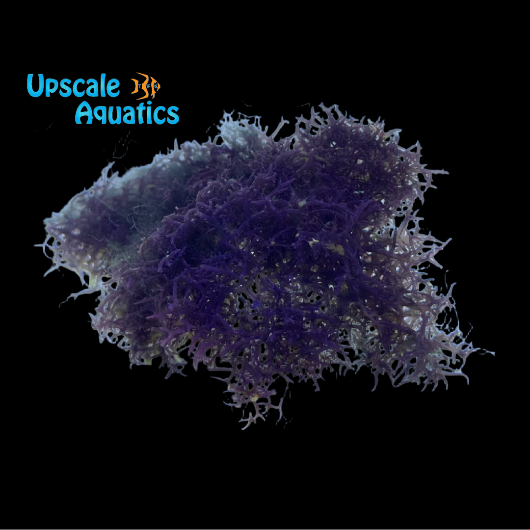 Blue Hypnea Macroalgae (Hypnea pannosa)
