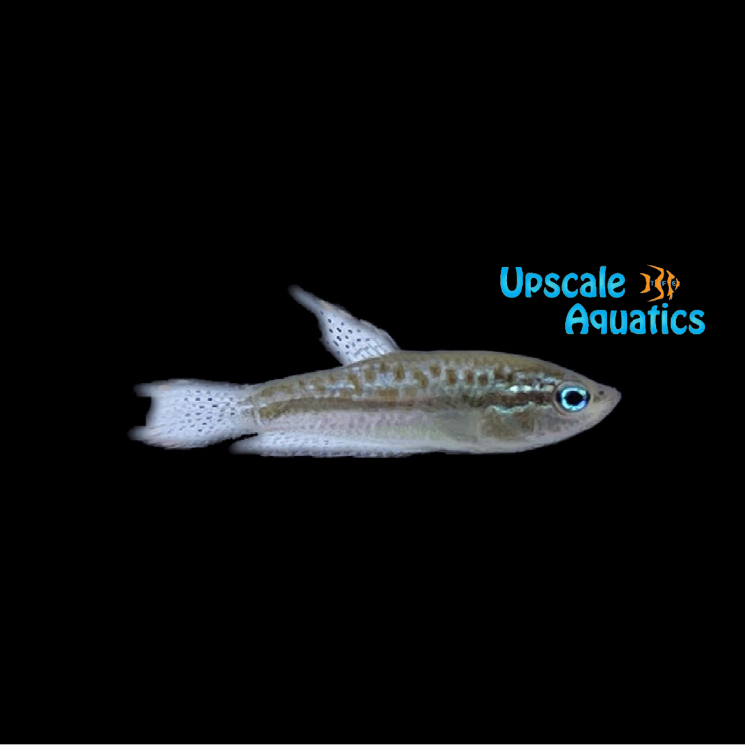 Sparkling Pygmy Gourami (Trichopsis pumila)