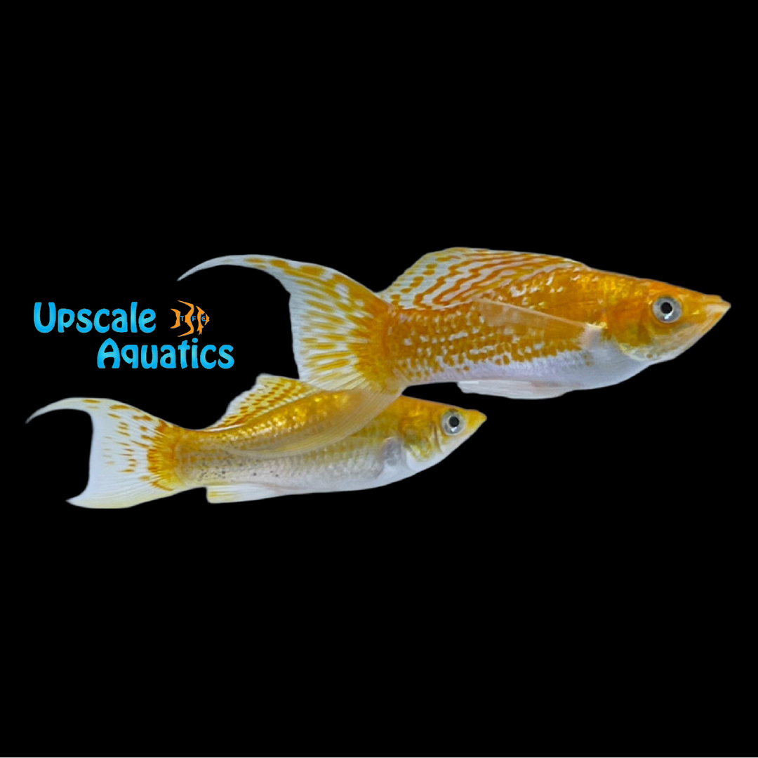 Creamsicle Lyretail Molly (Poecilia latipinna)