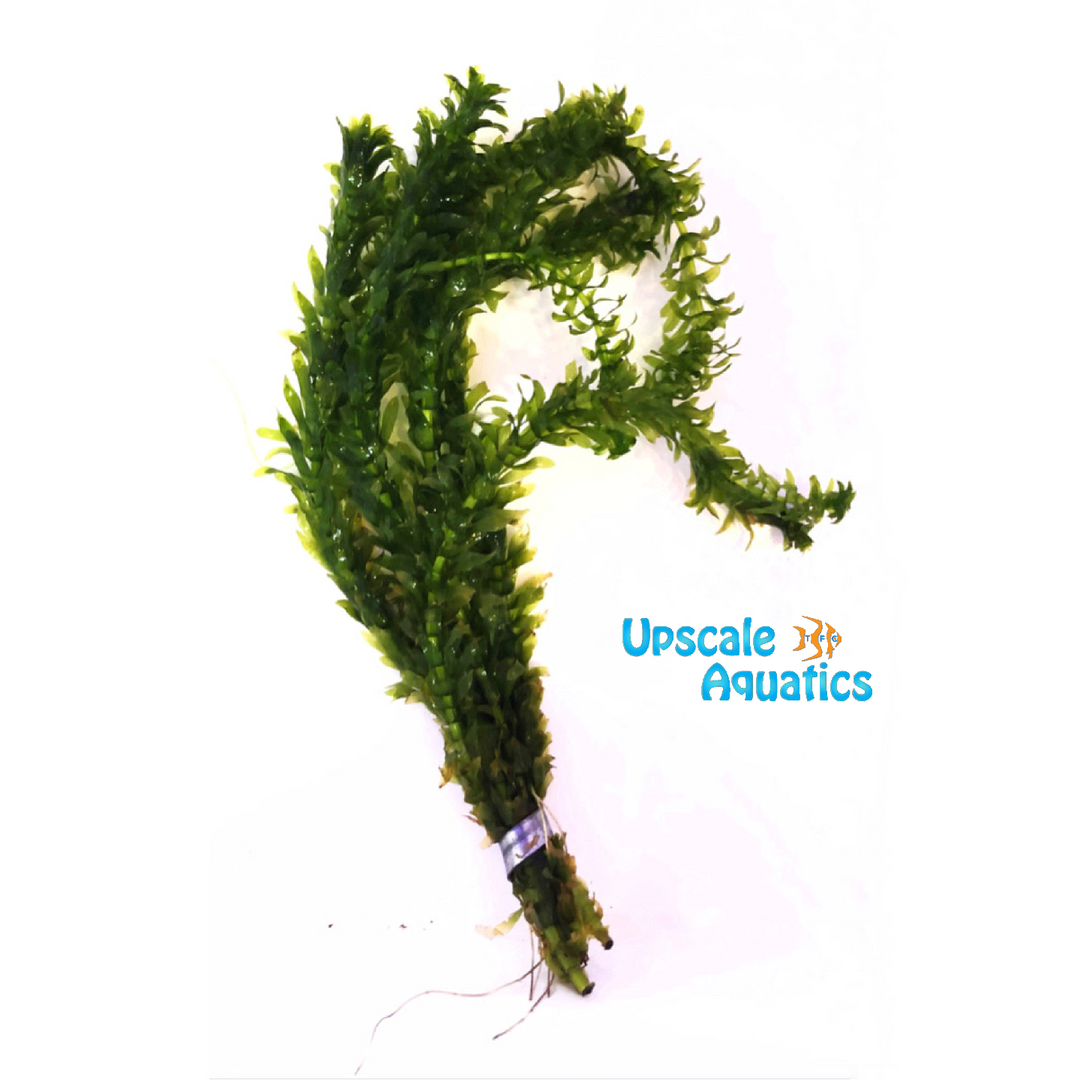 Anacharis (Egeria densa)